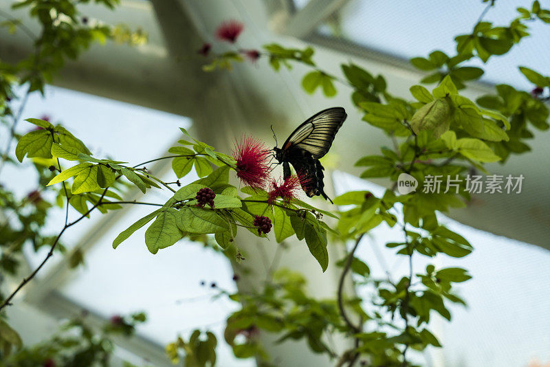 Morpho peleides （Blue Morpho）